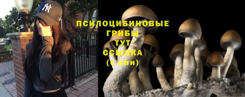 Псилоцибиновые грибы Psilocybine cubensis  купить наркотик  Солигалич 